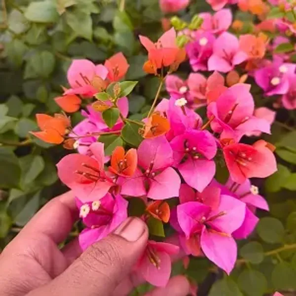Pink_Vietnam_Mix_Bougainvillea_Plant