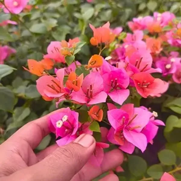 Pink_Vietnam_Mix_Bougainvillea_Plant
