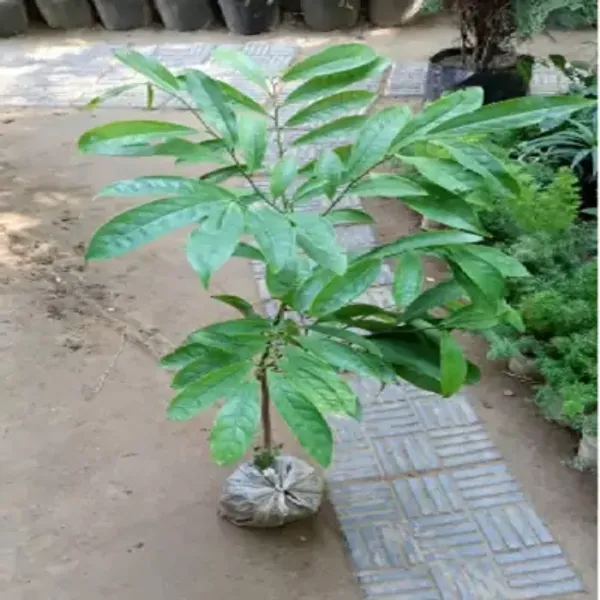 Orange_Perfect_For_Adding_Beauty_Apricot_Fruit_Plant