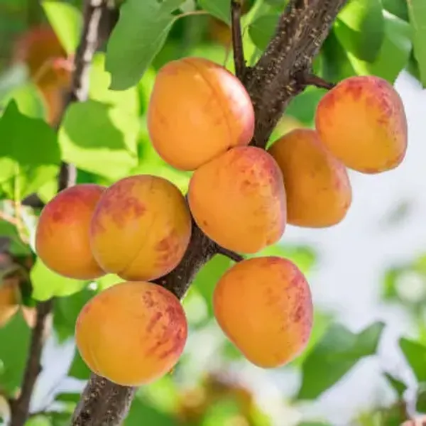 Orange_Perfect_For_Adding_Beauty_Apricot_Fruit_Plant