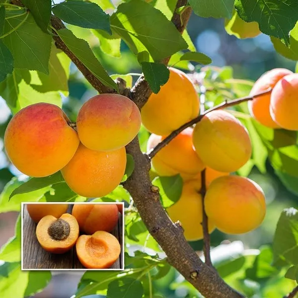 Orange_Perfect_For_Adding_Beauty_Apricot_Fruit_Plant