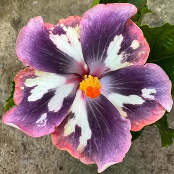 Purple_Australian_Variety_Grafted_Hibiscus_Flower_Plant