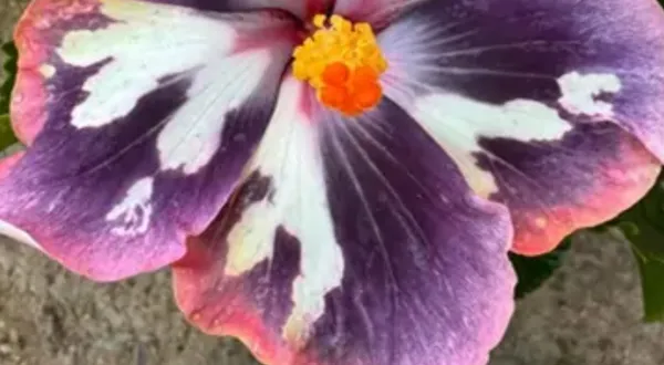 Purple_Australian_Variety_Grafted_Hibiscus_Flower_Plant