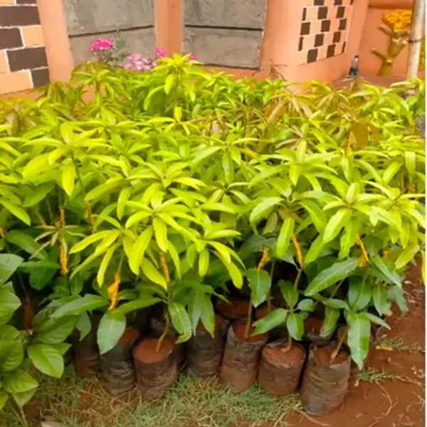 Pink_Apple_Mango_Grafted_Plant
