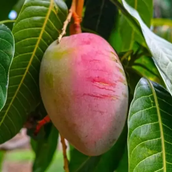 Pink_Apple_Mango_Grafted_Plant