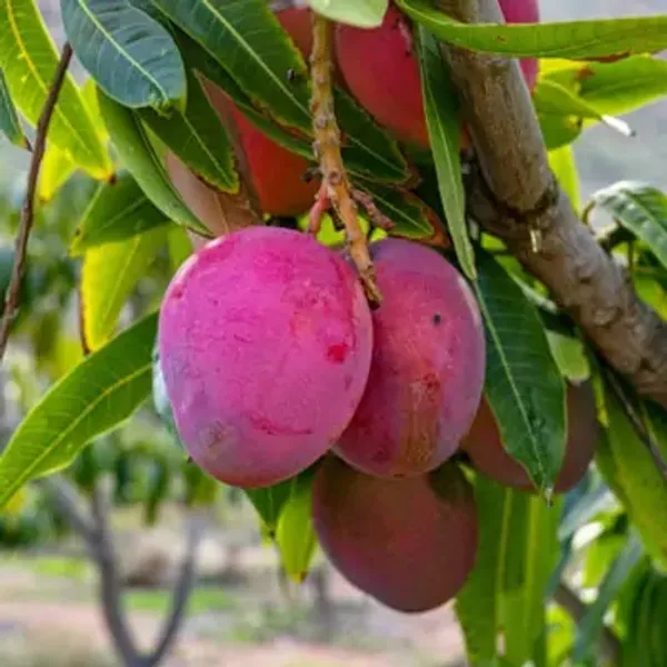 Pink_Apple_Mango_Grafted_Plant