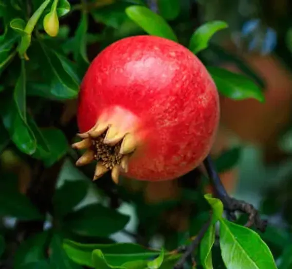 Red_Pomegranate_Fruit_Plant