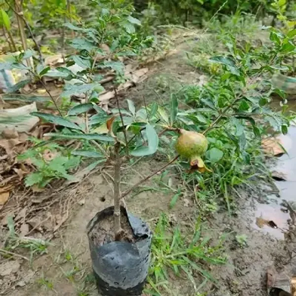 Red_Pomegranate_Fruit_Plant