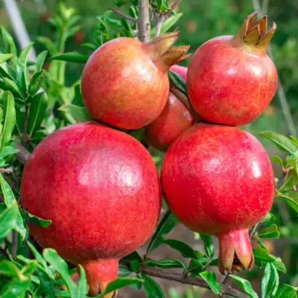 Red_Pomegranate_Fruit_Plant