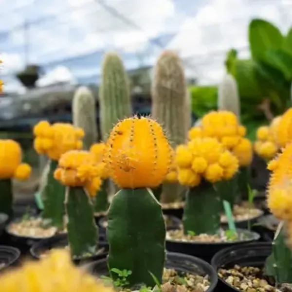 Yellow_Premium_Perfect_For_Adding_Beauty_Moon_Cactus