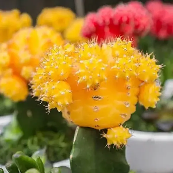 Yellow_Premium_Perfect_For_Adding_Beauty_Moon_Cactus