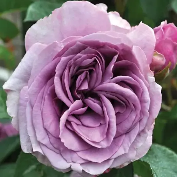 Purple_Climbing_Rose_Flower_Plant