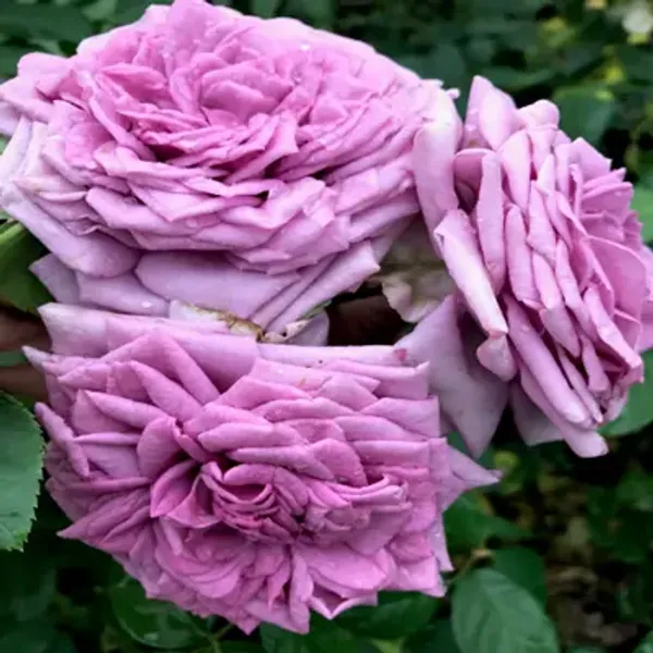 Purple_Climbing_Rose_Flower_Plant