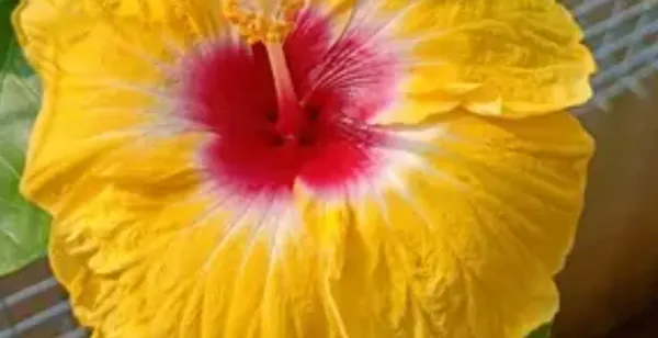 Yellow_American_Variety_Hibiscus_Flower_Plant