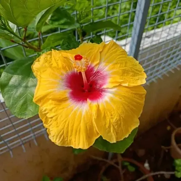 Yellow_American_Variety_Hibiscus_Flower_Plant