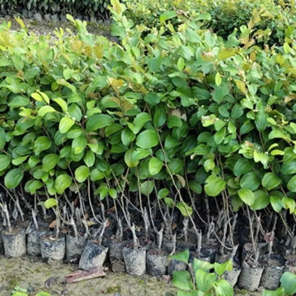 Green_Coconut_Apple_Ber_Grafted_&_Amp_Hybrid_Fruit_Plant