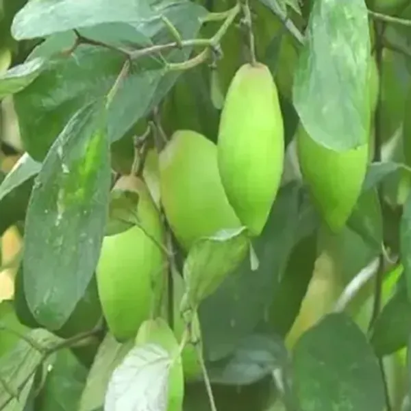 Green_Coconut_Apple_Ber_Grafted_&_Amp_Hybrid_Fruit_Plant