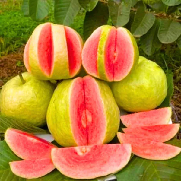 Red_Diamond_All_Time_Guava_Grafted_Fruit_Plant