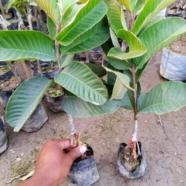 Red_Diamond_All_Time_Guava_Grafted_Fruit_Plant