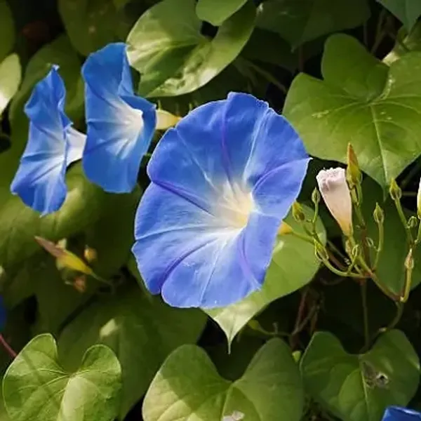 Blue_Morning_Glory_Flower_Plant