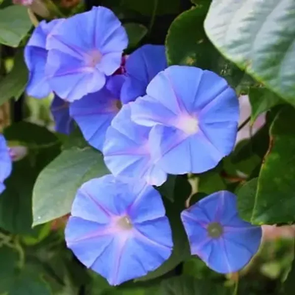 Blue_Morning_Glory_Flower_Plant
