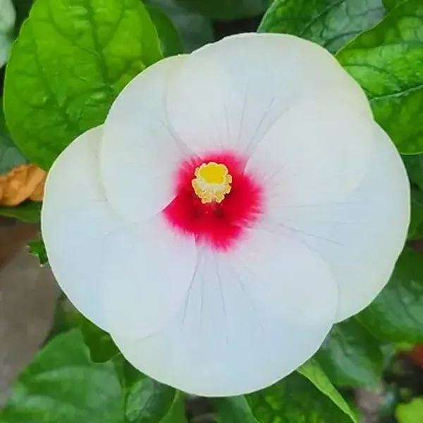 White_American_Variety_Grafted_Hibiscus_Flower_Plant