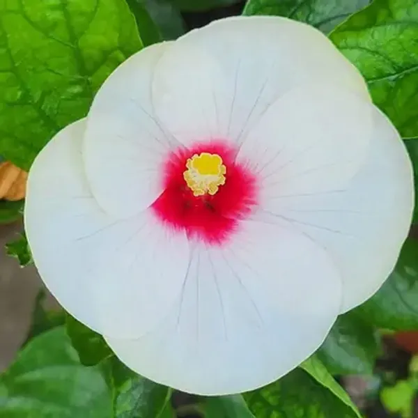 White_American_Variety_Grafted_Hibiscus_Flower_Plant