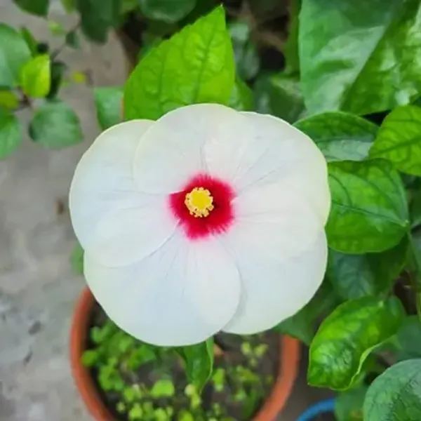 White_American_Variety_Grafted_Hibiscus_Flower_Plant
