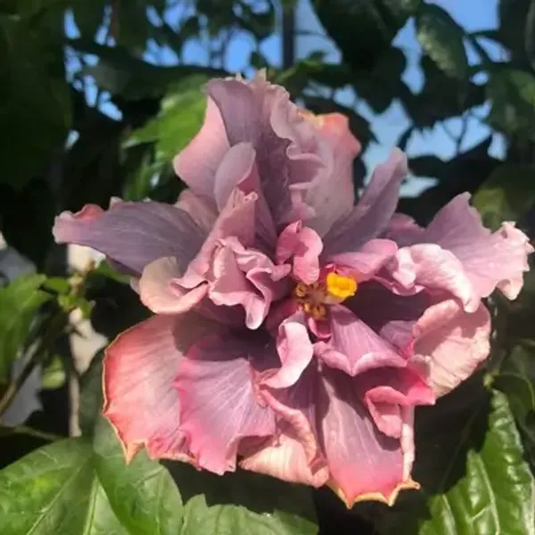 Pink_Double_Petal_Variety_Grafted_Hibiscus_Flower_Plant