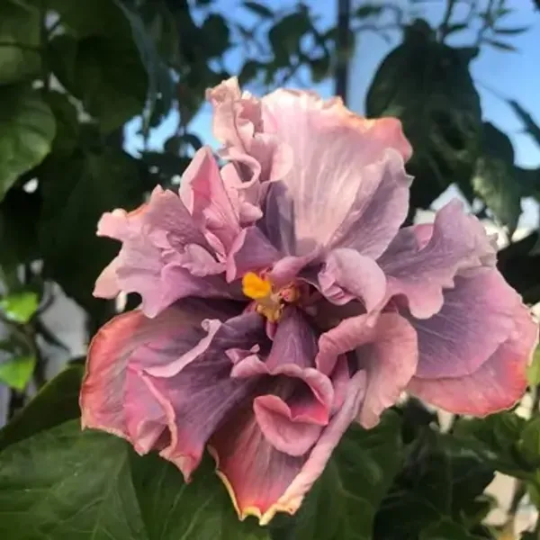 Pink_Double_Petal_Variety_Grafted_Hibiscus_Flower_Plant
