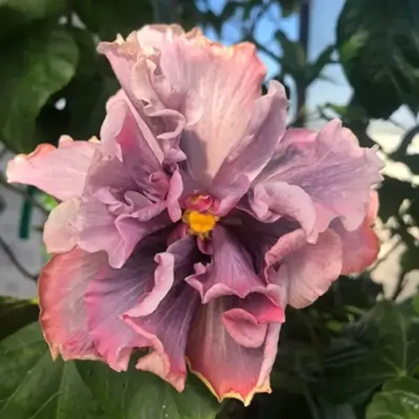 Pink_Double_Petal_Variety_Grafted_Hibiscus_Flower_Plant
