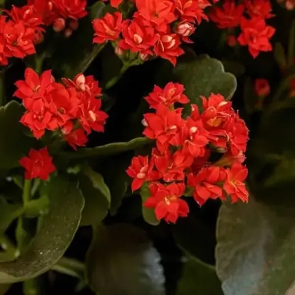 Red_Premium_Kalanchoe_Plant