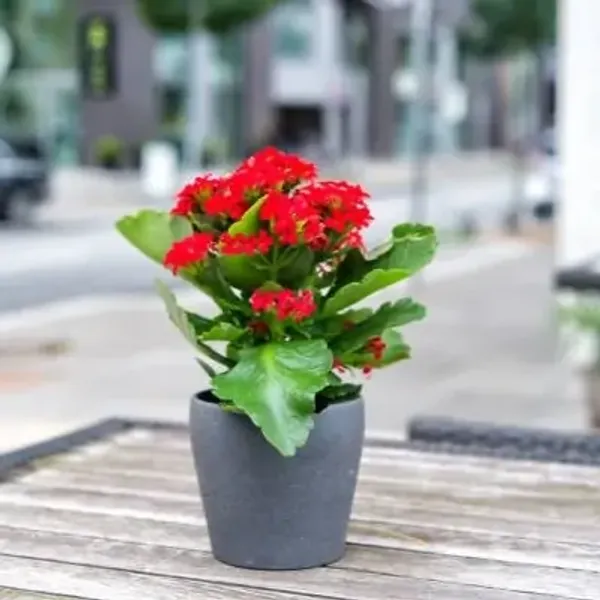 Red_Premium_Kalanchoe_Plant