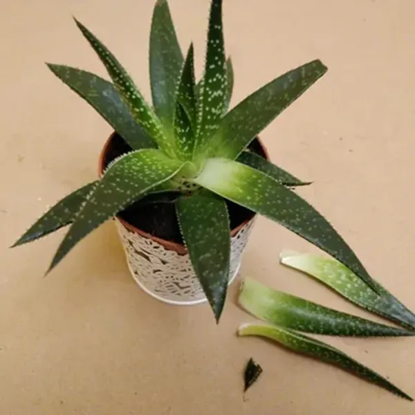 Green_Perfect_For_Adding_Beauty_Gasteria_Tukhelensis