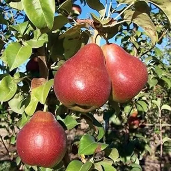 Red_Babugosha_Nashpati_Pear_Hybrid_&_Amp_Grafted_Fruit_Plant
