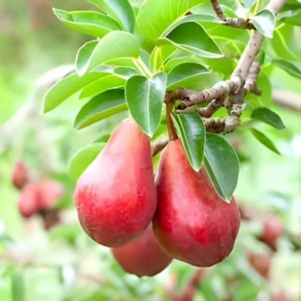 Red_Babugosha_Nashpati_Pear_Hybrid_&_Amp_Grafted_Fruit_Plant