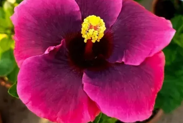 Dark_Pink_American_Variety_Hibiscus_Flower_Plant