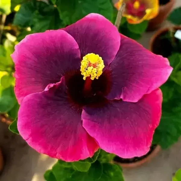 Dark_Pink_American_Variety_Hibiscus_Flower_Plant