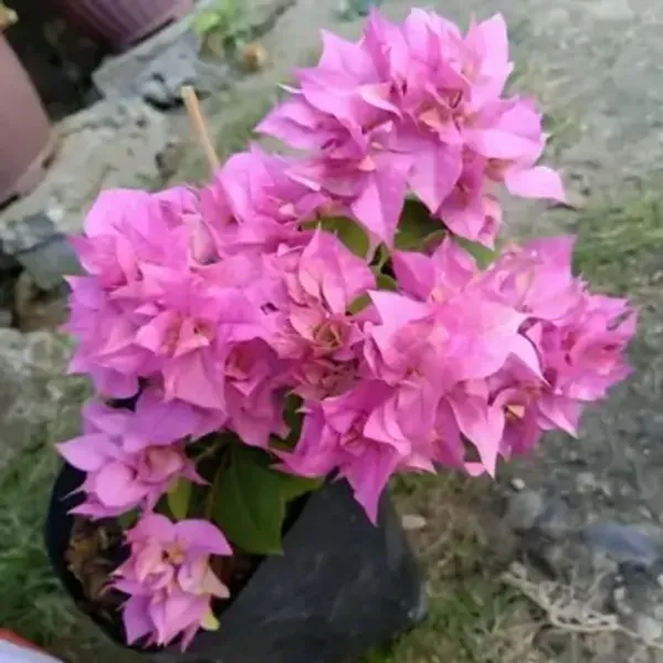 Light_Pink_Mahara_Bougainvillea_Flower_Plant