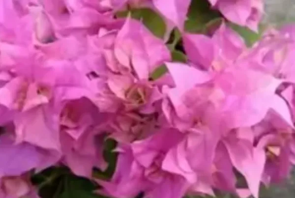 Light_Pink_Mahara_Bougainvillea_Flower_Plant