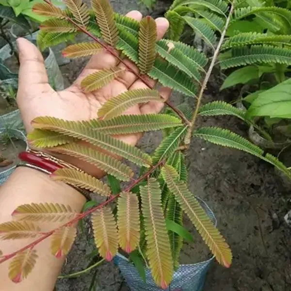 Multicolor_Red_Gooseberry_Amla_Grafted_Fruit_Plant