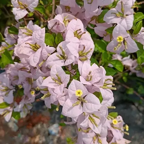 White_Lilac_Bougainvillea_Flower_Plant