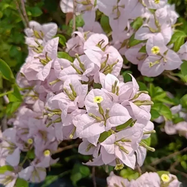 White_Lilac_Bougainvillea_Flower_Plant
