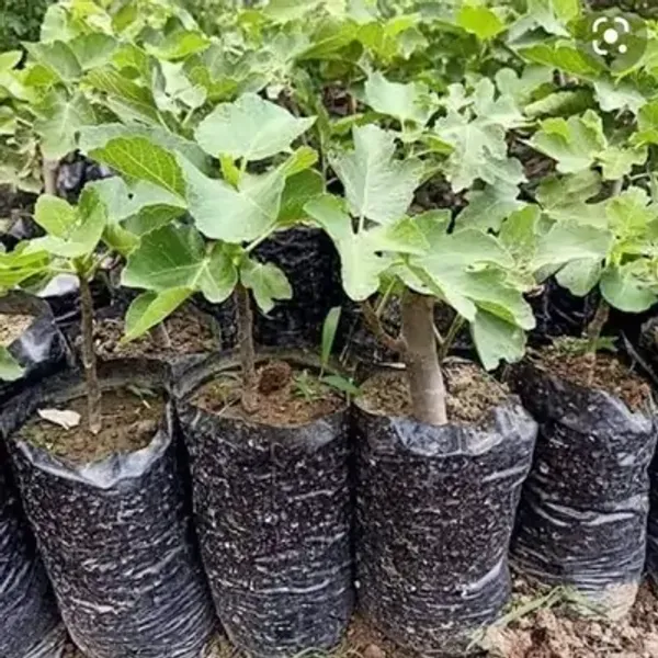 Green_Denna_Fig_Live_Fruit_Plant