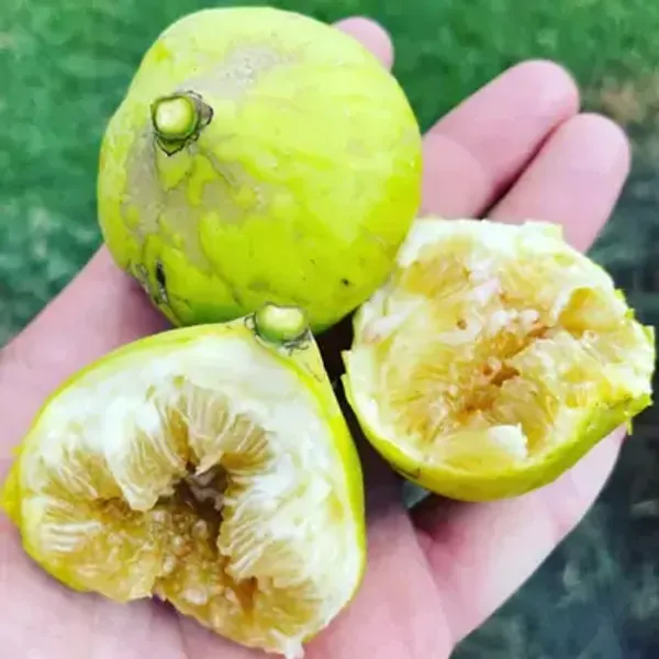 Green_Denna_Fig_Live_Fruit_Plant