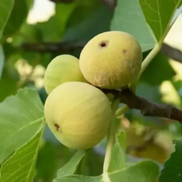 Green_Denna_Fig_Live_Fruit_Plant