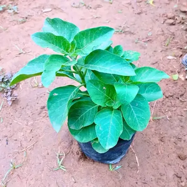 White_Sarpa_Gandha_Medicinal_Live_Plant