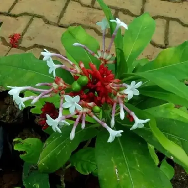 White_Sarpa_Gandha_Medicinal_Live_Plant