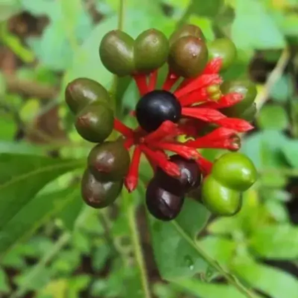 White_Sarpa_Gandha_Medicinal_Live_Plant