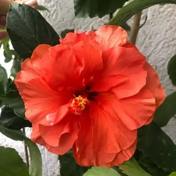 Orange_Double_Petal_Variety_Grafted_Hibiscus_Flower_Plant